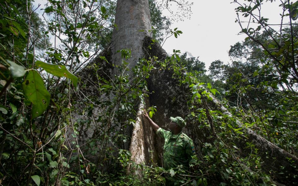 Gabon has protected its share of the Congo Basin - David Rose 