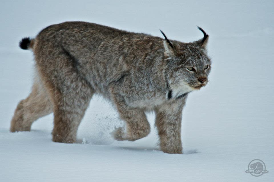 Parks Canada employee Alex Taylor snapped this photo when visitors to Banff National Park that a mother lynx and her kitten were attempting to cross the Trans-Canada Highway.