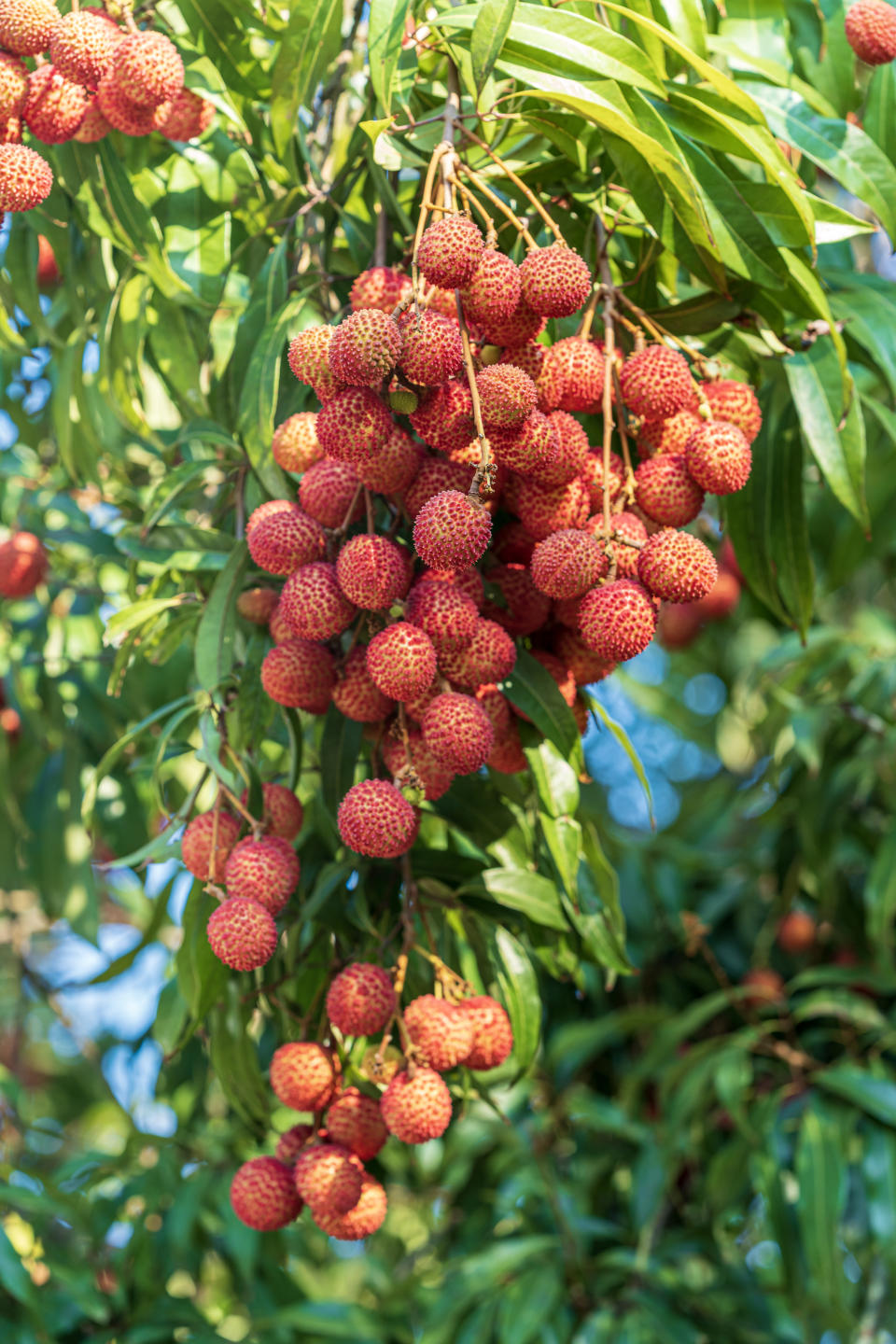 Lychee