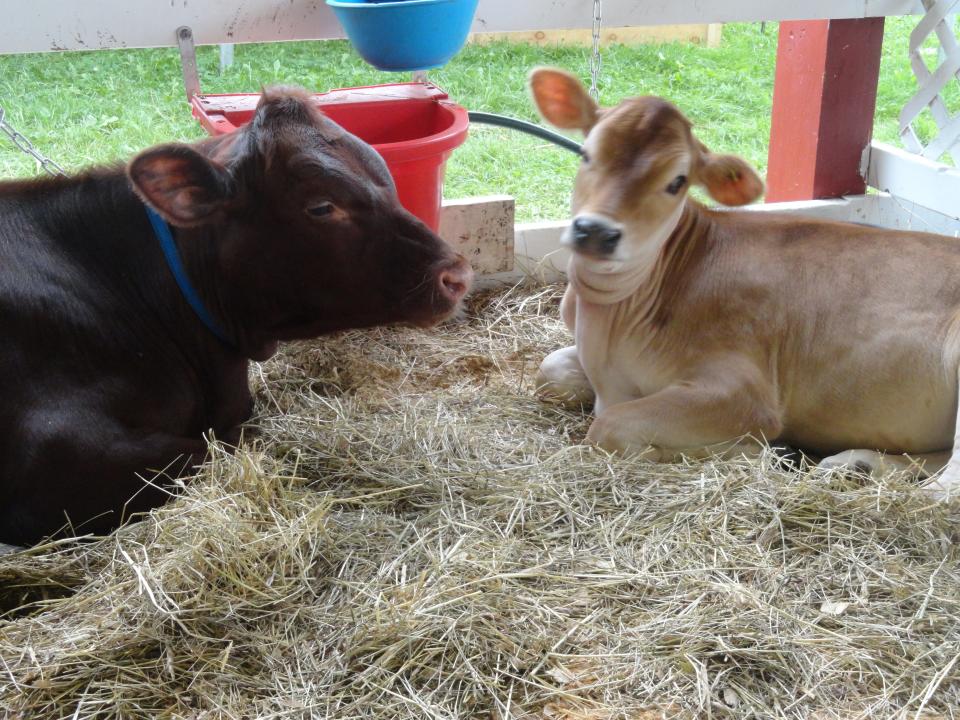 View the livestock in the barn at the 106th GDS Fair, Newfoundland, Aug. 25 - Sept. 3, 2023.