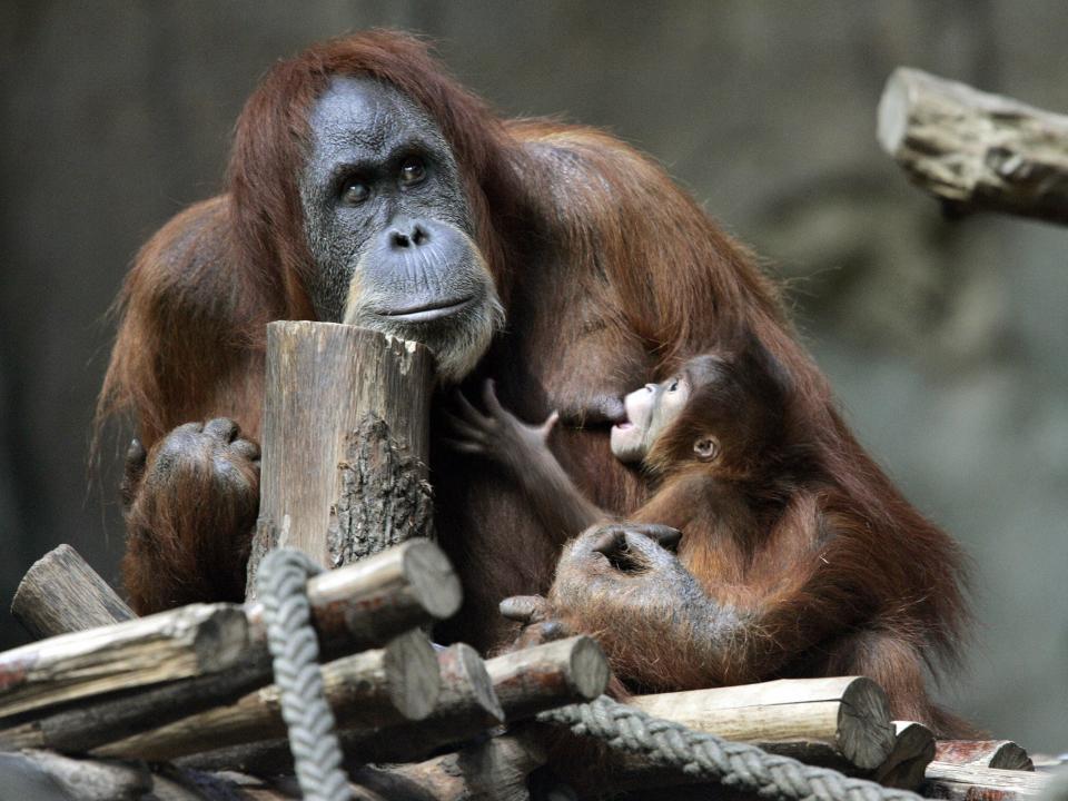 Dunja the orangutan breastfeeds her month-old female baby on January 8, 2008, at Zoo Leipzig in Leipzig, Germany.