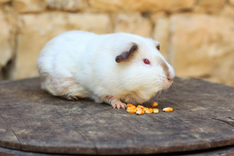 For White Guinea Pigs