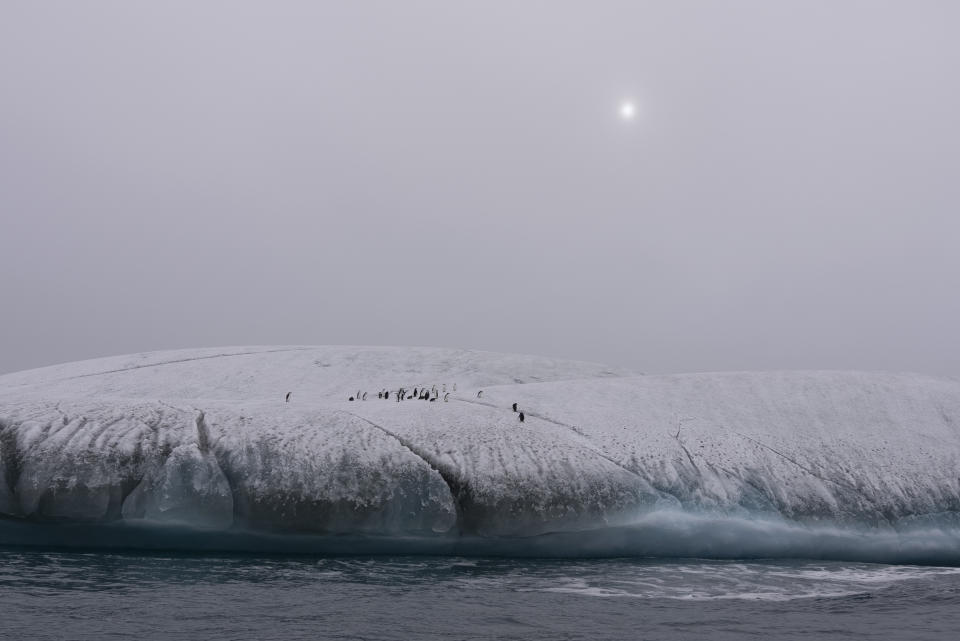 Chinstrap penguins stand on floating ice in the Southern Ocean off the coast of the South Orkney Islands, north of the Antarctic Peninsula on March 9, 2023. While the end of commercial whaling has allowed populations to rebound, a new study by the University of California, Santa Cruz found that pregnancy rates among humpback whales in Antarctica have been falling sharply — possibly due to a lack of krill, their main prey. Chinstrap penguins and fur seals face similar stresses. (AP Photo/David Keyton)