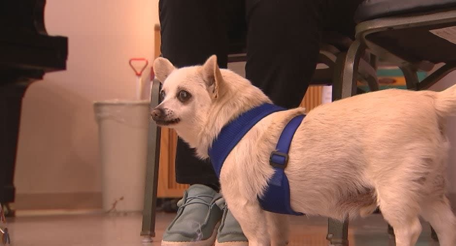 A Preble County Chihuahua hit a huge milestone today —his 23rd birthday!