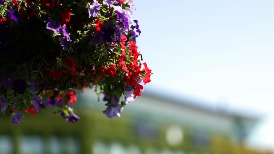 PHOTO: Flowers outside the Wimbledon clubhouse prior to The Championships Wimbledon 2024 at All England Lawn Tennis and Croquet Club on June 26, 2024 in London. (Clive Brunskill/Getty Images)