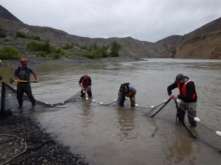 A crew catches migrating salmon in a net during a tagging operation near the Big Bar landslide