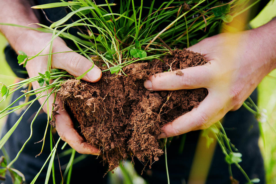 Tom Tolputt holds soil from his regenerative farm. This dense and vibrant soil shows deep root systems that come from integrating livestock onto the field. Strong soil is capable of storing atmospheric carbon and has a higher water infiltration rate, preventing flooding and runoff. (Photo: Scott Grummett)