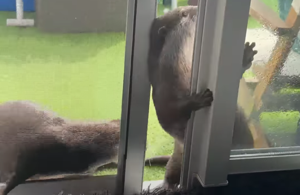 An otter opens a screen door for him and his pal with his own little otter hands.