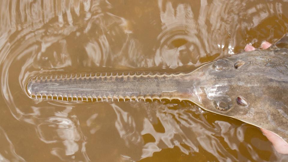 Sawfish Cheat Extinction With 'Virgin Births'