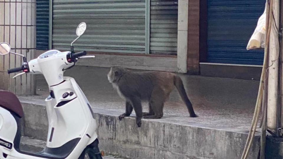 內湖驚見猴子出沒。（圖／翻攝自「我是東湖人」臉書）