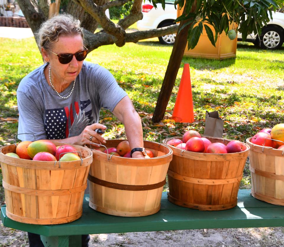 Angie Marshall picks out some mangoes for a customer at Ensey Tropical Fruit Co. on South Tropical Trailm two miles south of Pineda Causeway. The grove was planted over 80 years ago by Edward "Rutledge" Ensey. He moved from Eden, Florida, and replaced a citrus plantation with a new mango grove.