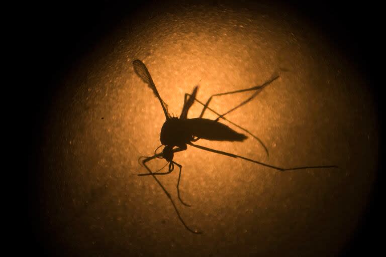 Un mosquito Aedes aegypti (AP Photo/Felipe Dana)