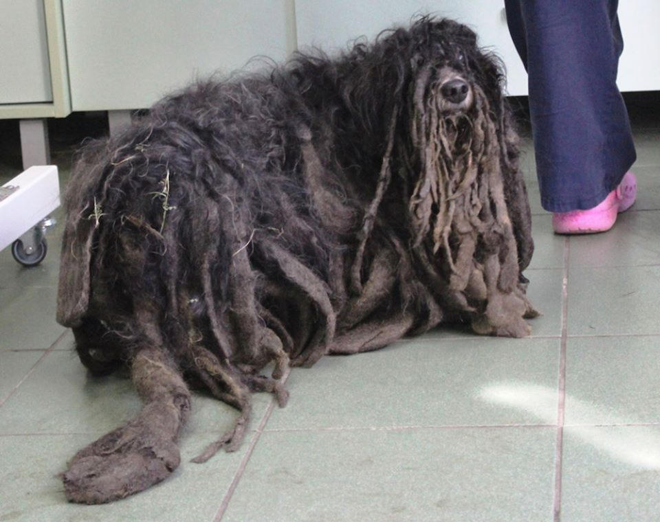 The matted fur stopped the dog from walking properly (Picture: CEN)