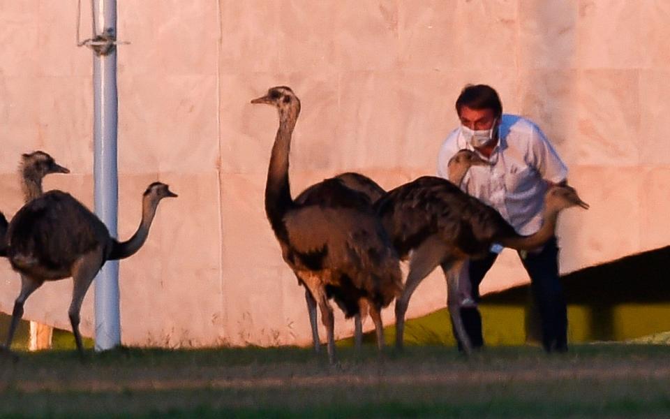 Brazilian President Jair Bolsonaro feeds rheas outside the Alvorada Palace in Brasilia -  SERGIO LIMA/AFP