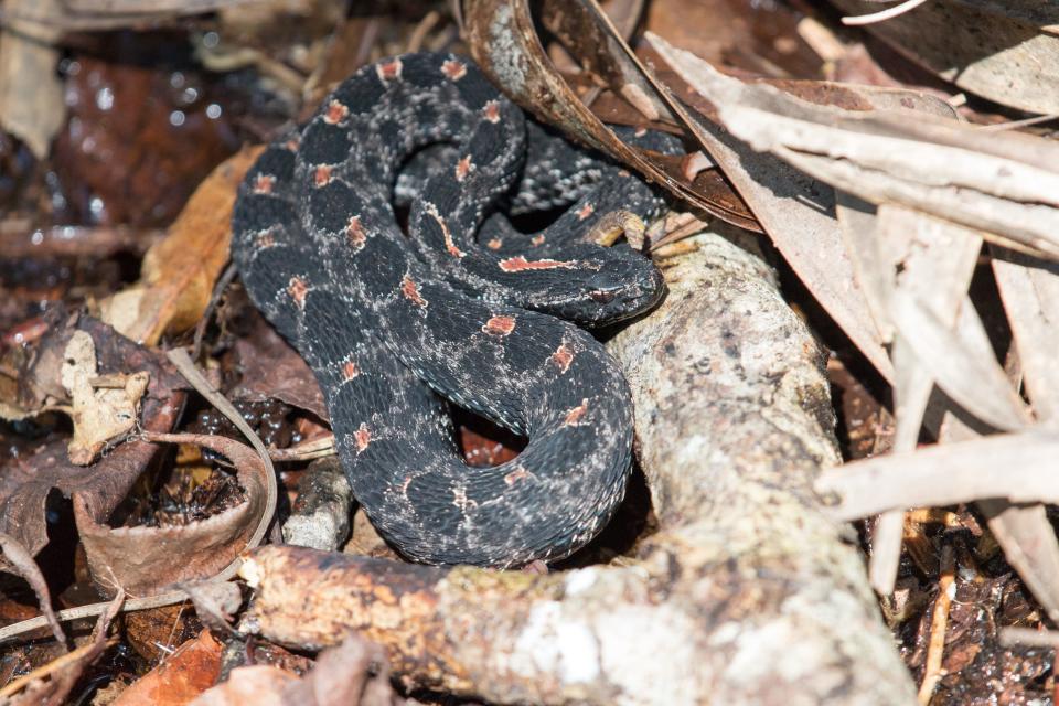 Pigmy rattlesnake