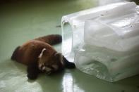 A red panda lies next to large blocks of ice to cool off in its enclosure at the Wuhan Zoo on August 7, 2013, in central China's Hubei province.