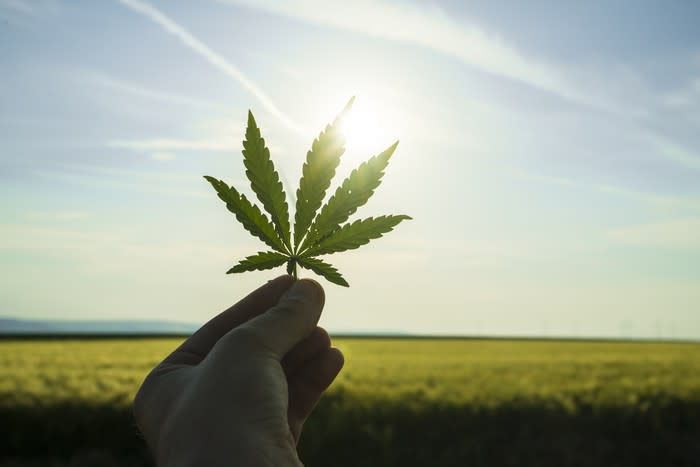 A hand holding a cannabis leaf up to the sun.