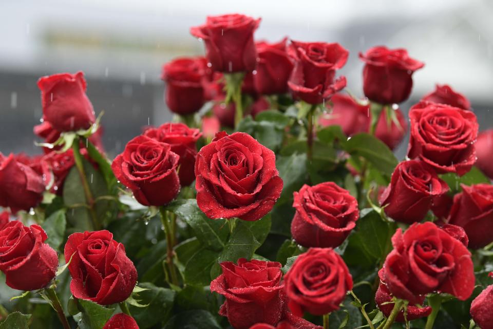 <p>A general view of roses in the infield before the 144th running of the Kentucky Derby at Churchill Downs in Louisville, Ky., May 5, 2018. (Photo: Jamie Rhodes/USA TODAY Sports/Reuters) </p>