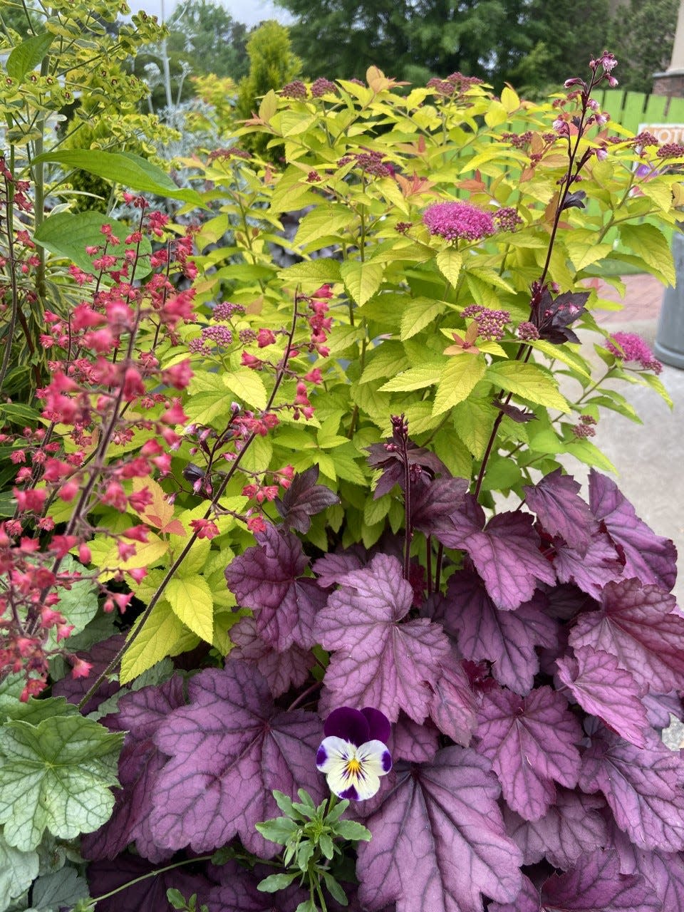 In this horse trough container Double Play Candy Corn spirea serves as a colorful backdrop or partnership with Primo Wild Rose and Dolce Spearmint heucheras.
