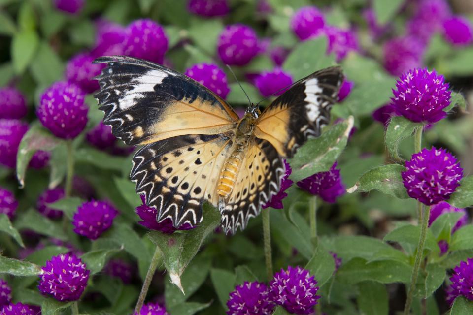 Krohn Conservatory's new show, "Butterflies of the Meadow" runs through June 18, 2023.