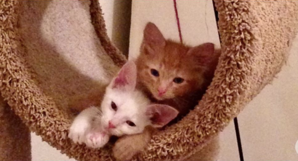 Two kittens snuggled together in a hanging cat bed