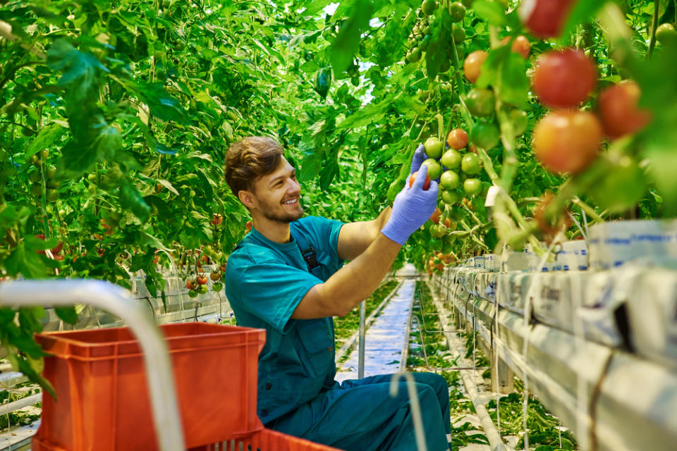 organic, plant, food