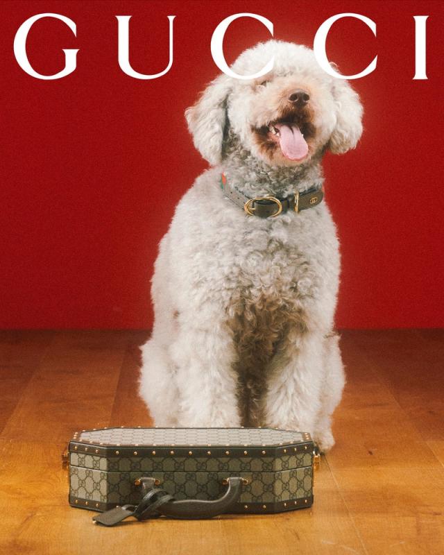 Gucci for pets lands with adorable portraits from Max Siedentopf