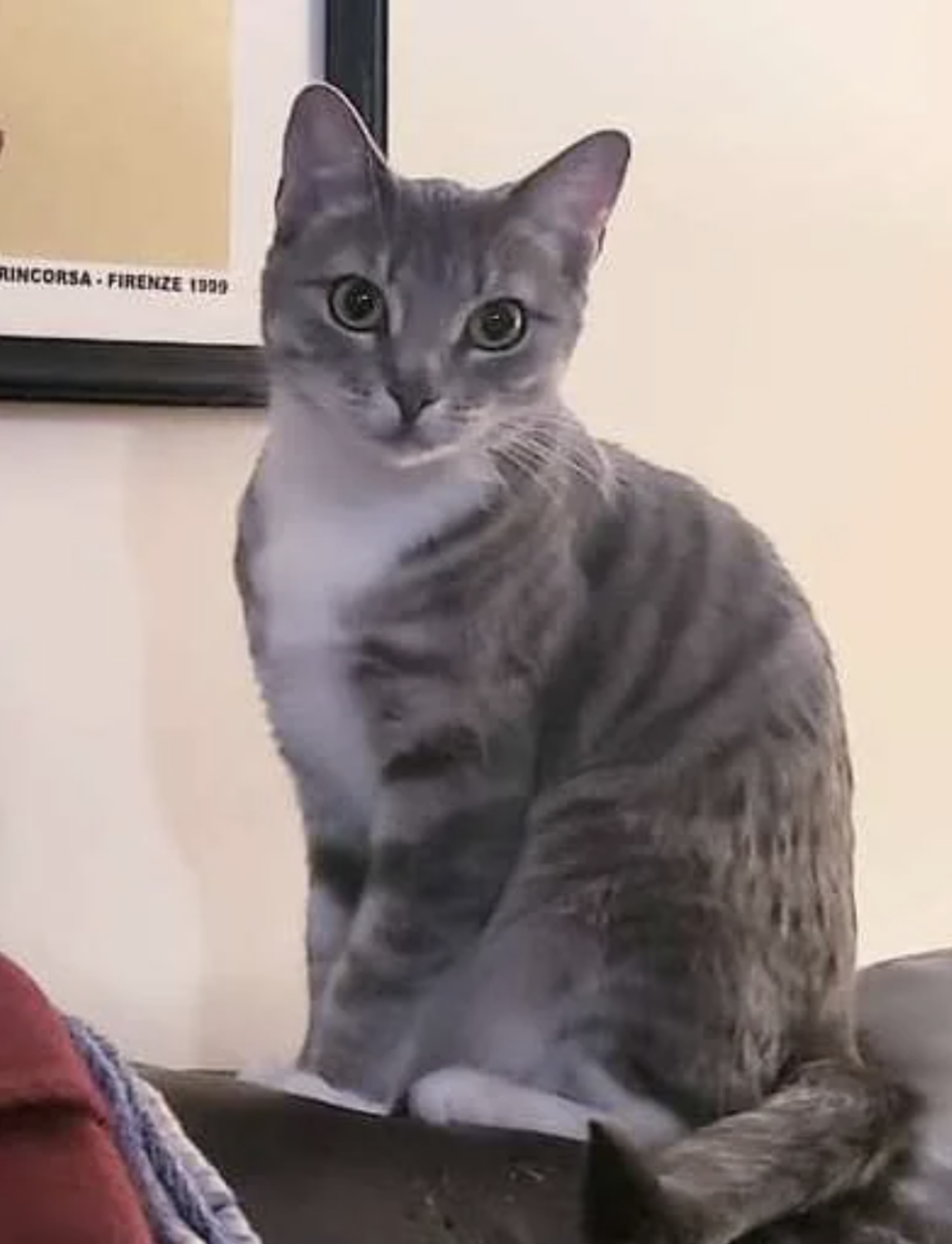 A cat sits attentively with its head turned slightly to the side