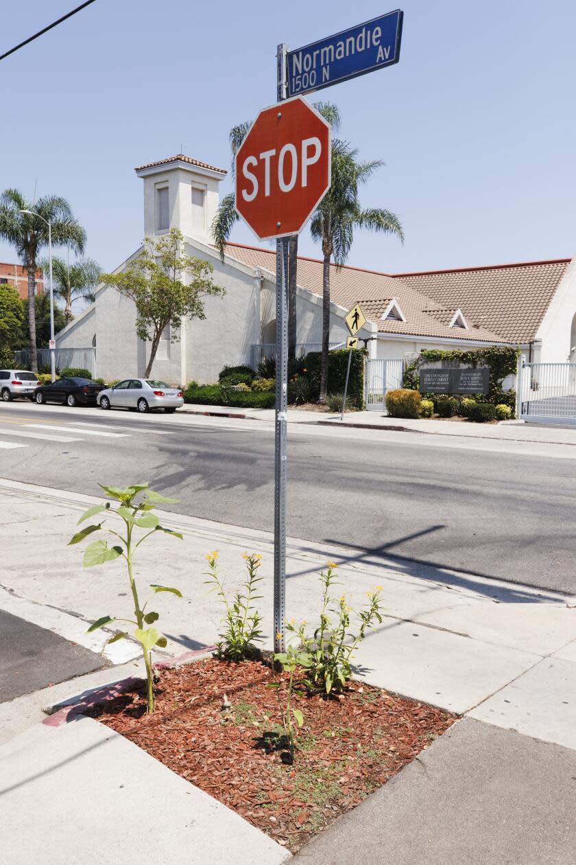 Plants, including milkweed, grow around a stop sign.