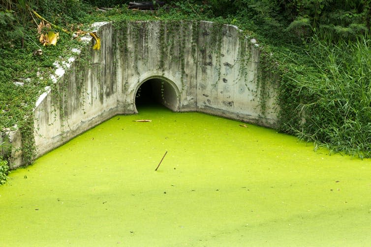 <span class="caption">Eutrophication can lead to an algal bloom. As microbes die and decompose, oxygen is stripped from the water.</span> <span class="attribution"><a class="link " href="https://www.shutterstock.com/image-photo/dirty-green-toxic-water-contaminated-algae-294264227" rel="nofollow noopener" target="_blank" data-ylk="slk:Pumidol/Shutterstock;elm:context_link;itc:0;sec:content-canvas">Pumidol/Shutterstock</a></span>