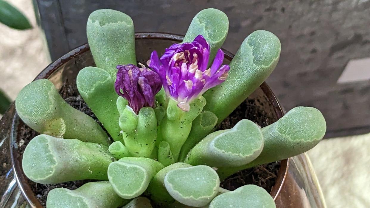 A  succulent blooms at House of Flowers in York.