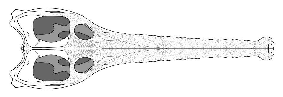 A reconstruction of Mystriosaurus skull from above (SWNS)