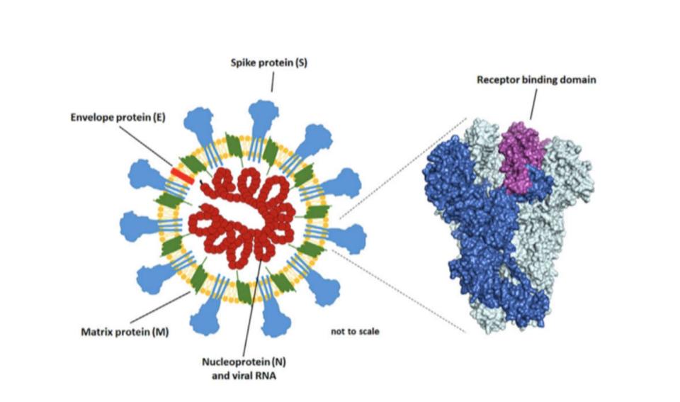 vaccine peter vanham