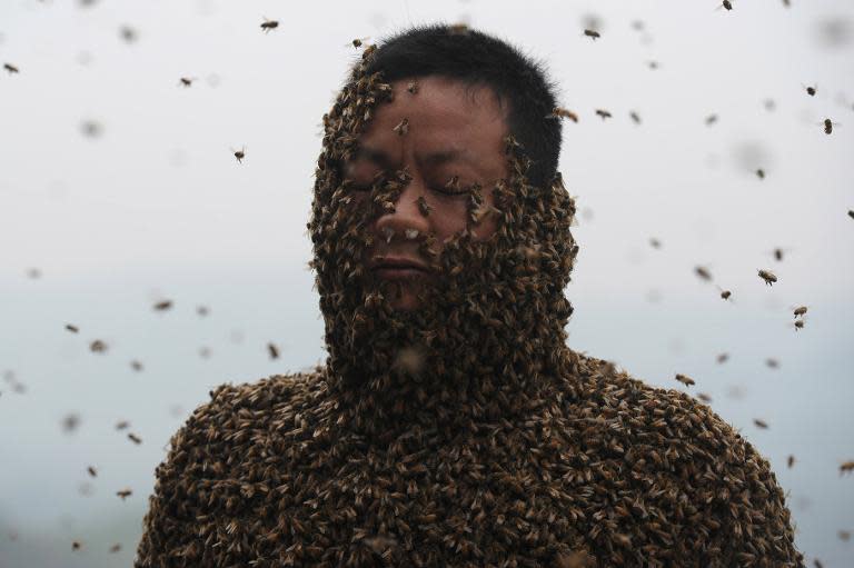 Beekeeper She Ping allows a swarm of bees to cover his entire body in his efforts to sell more honey, in southwest China's Chongqing on April 9, 2014