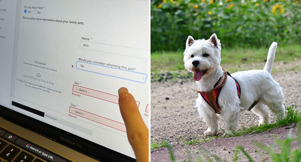 A photo of a question in a rental application asking a Victorian renter whether they would 'consider rehoming' their pet. A photo of a pet dog.