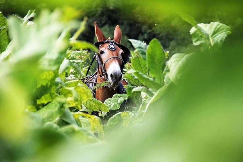 Polly the mule is framed by tobacco leaves as she pulls a tobacco sled through a small field at the Duke Homestead State Historic Site in Durham. Unseen behind her are the driver and primer, who picks the mature bottom leaves of the plant and loads the sled.