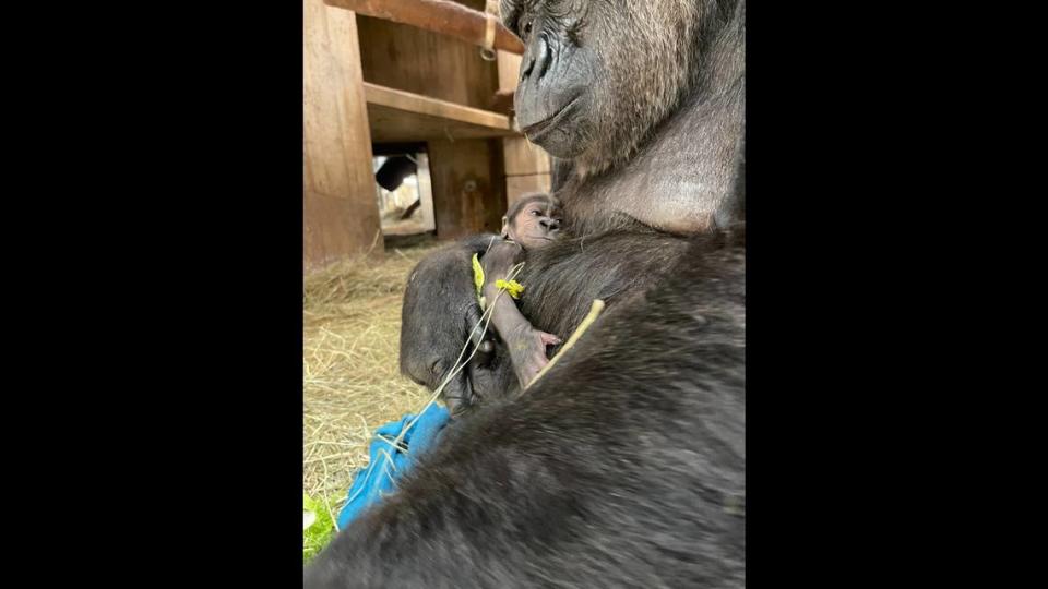 The zoo said the “family is doing well” and that the baby “appears to be healthy and strong.”