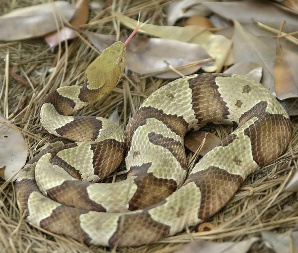 Copperhead snake