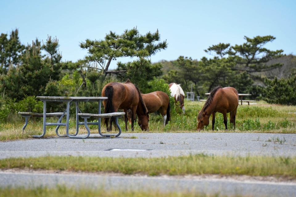 In this file photo, the Yankee band of wild horses in the Assateague State Park campground on Wednesday, May 22, 2019.