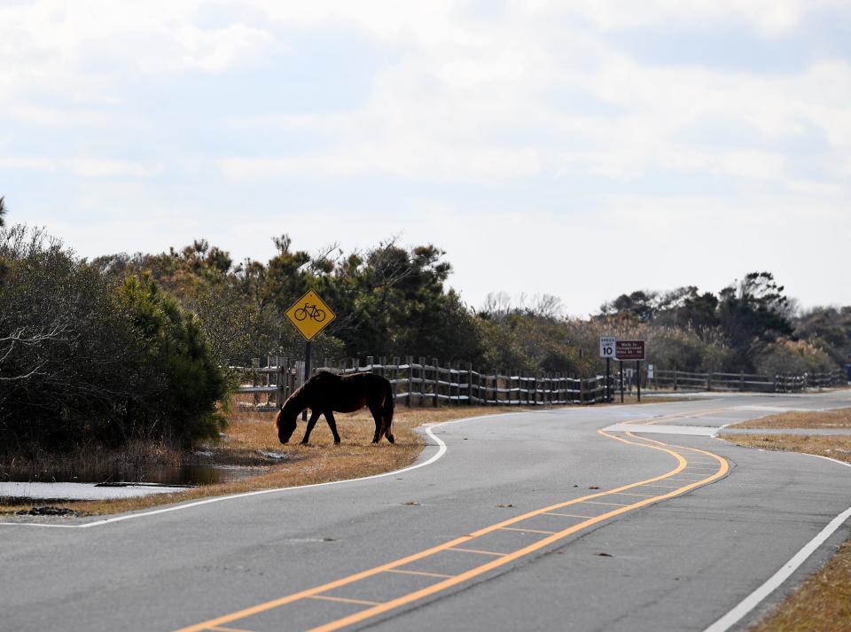 Horses graze at the Assateague Island National Seashore Friday, Jan. 7, 2022, in Berlin, Maryland.