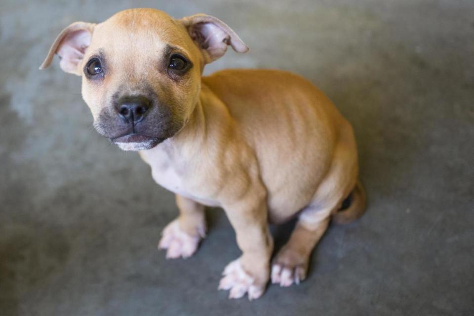 Cruel: One frightened puppy looks starved to the bone (RSPCA Queensland)