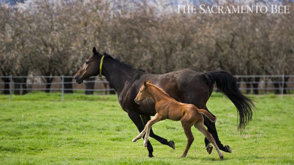 Only a few days old, a Thoroughbred foal runs in the pasture with it’s mother at the Victory Rose Thoroughbreds ranch in Vacaville, Thursday, February, 11, 2015.