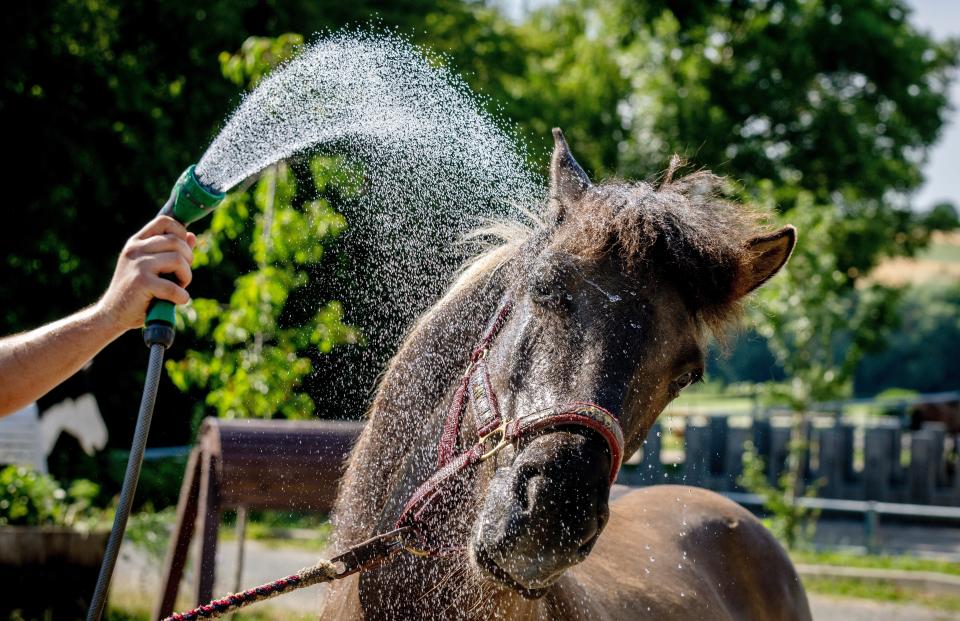 An Icelandic horse is sprayed with water at a stud farm in Wehrheim near Frankfurt, Germany (AP)