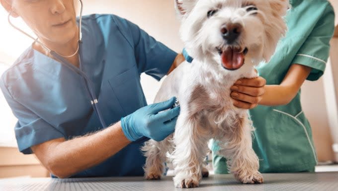 Neuropathic Pain in Dogs: Symptoms, Causes, &amp; Treatments