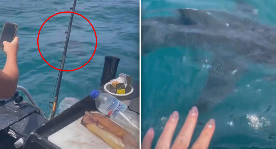 Left - a man filming the shark with his phone. Right - a woman's hand near the shark.