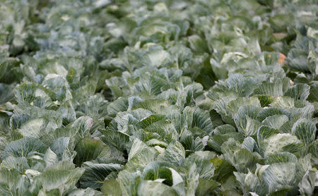 FILE PHOTO: A field with cabbages is seen in Meistratzheim, in the French Alsace region, France, July 5, 2018. REUTERS/Vincent Kessler/File Photo