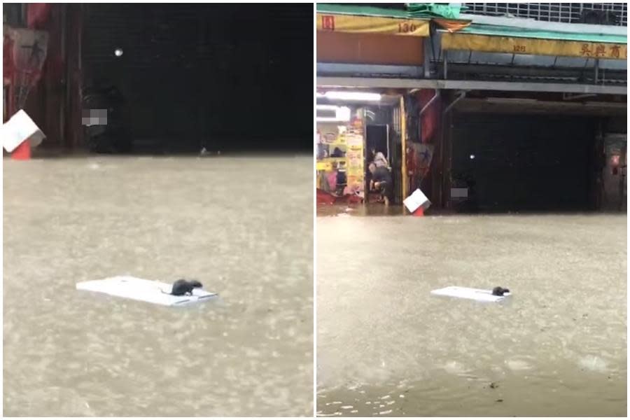 信義區吳興街商圈淹成一條小河，一隻老鼠因為淹水被困在白色板子上四處漂流。（翻攝爆廢公社）