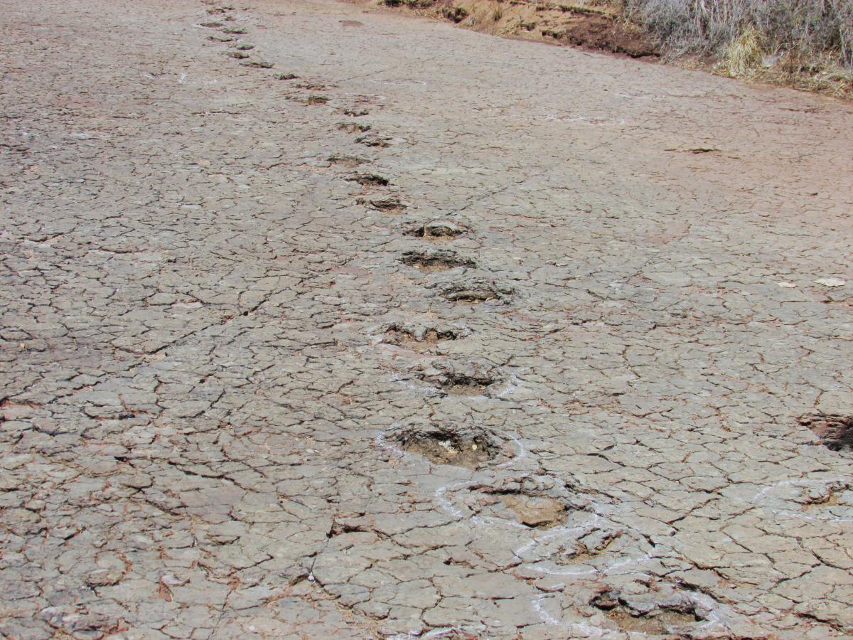 Matching dinosaur footprints discovered greater than 3,700 miles aside