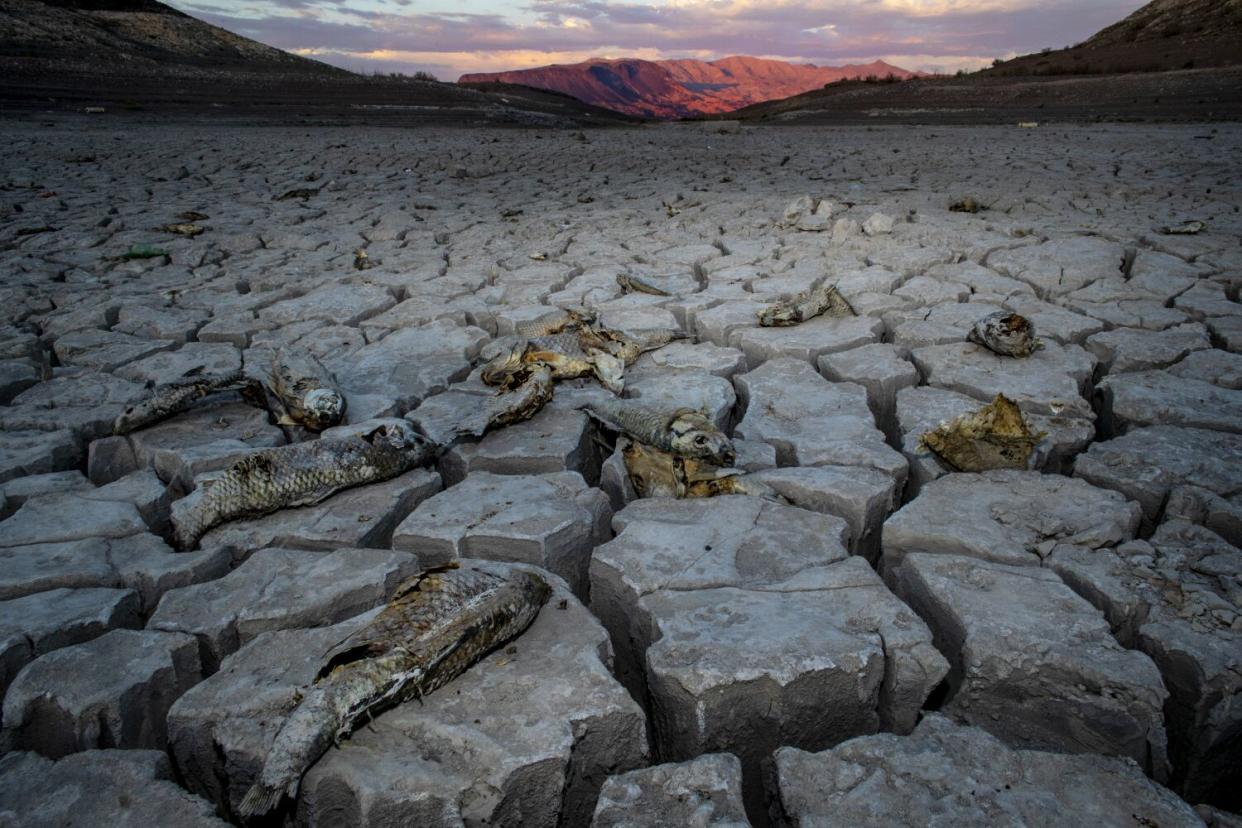 Fish carcasses lay sprawled on the distinct dried mud flats at one of the closed marinas at depleted Lake Mead.