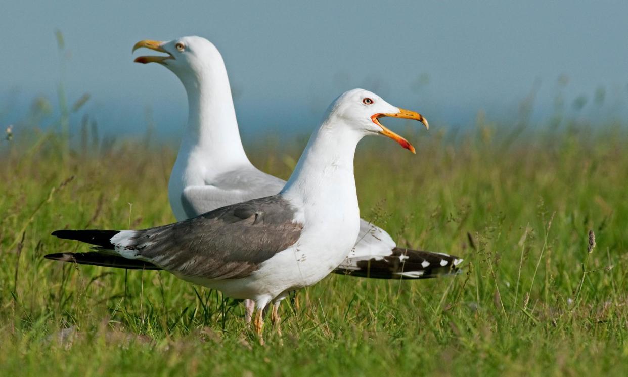 <span>Lesser black-backed gulls were once an unusual sight away from the coast but in recent decades their numbers have risen.</span><span>Photograph: Wildlife GmbH/Alamy</span>